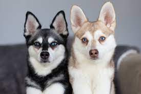 how much is a klee kai puppy