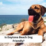 Is Daytona Beach Dog Friendly
