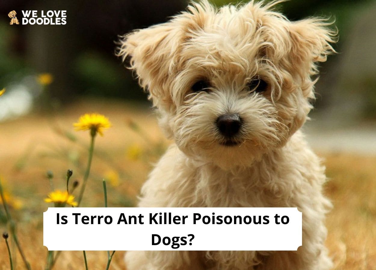 are terro ant traps safe for dogs