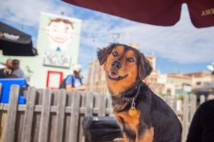 Is The Santa Monica Boardwalk And Pier Pet Friendly