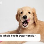 Is Whole Foods Dog Friendly