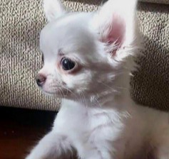 It's Possible That It Could Be From the Medication that Your Chihuahua Took