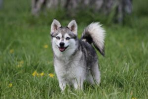 Alaskan Klee Kai-DOG-Male-Black / White-3275747-My Next Puppy