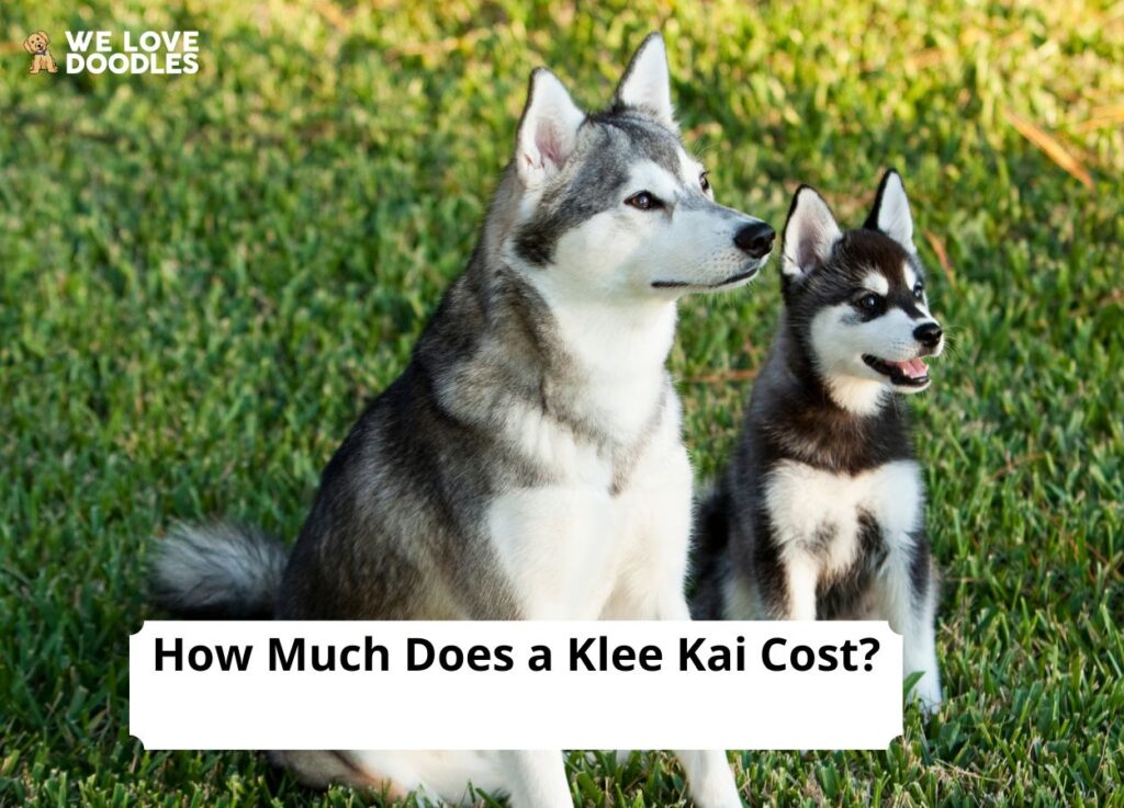 How Much Does a Klee Kai Cost? (2024) We Love Doodles
