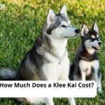 Klee Kai Cost