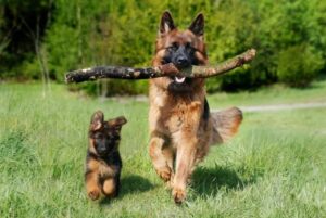 Animal Defense League of Texas (BelgianMalinoisTX)