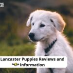 Lancaster Puppies Reviews