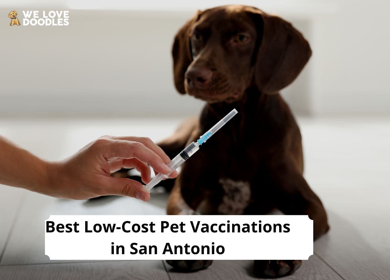 Low Cost Pet Vaccinations In San Antonio 