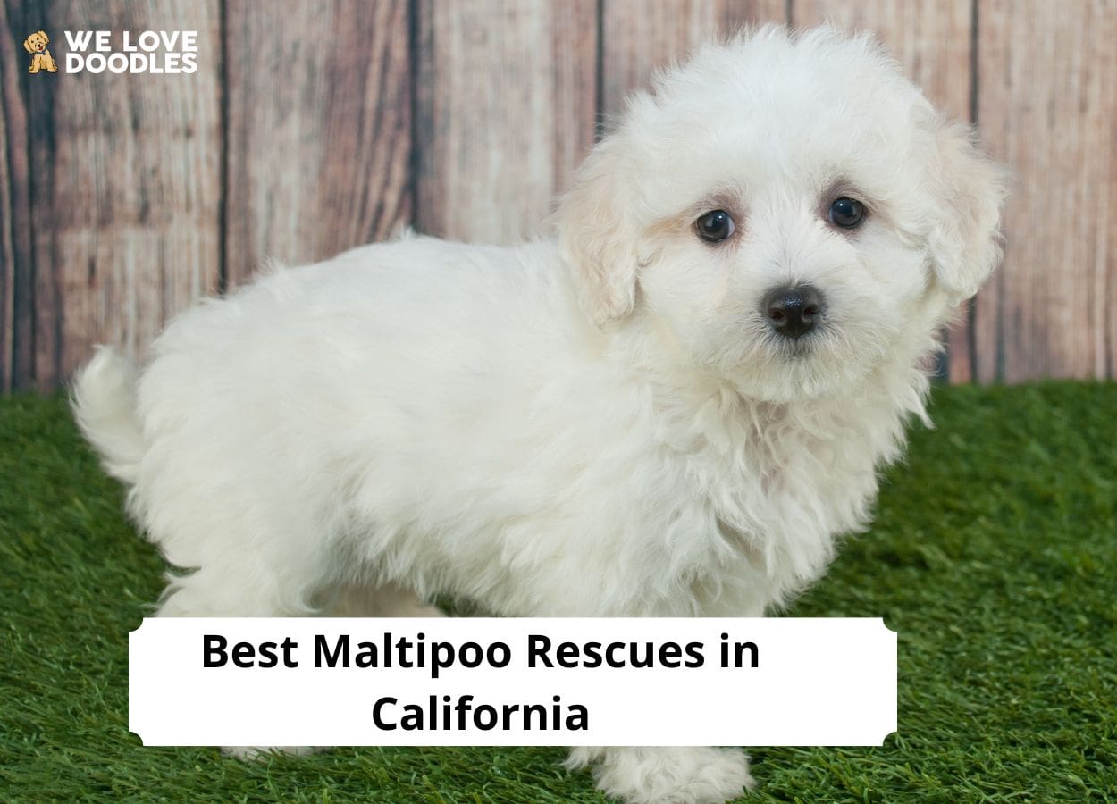 Maltipoo adoptions best sale near me