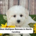 Maltipoo Rescues in North Carolina