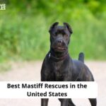 Mastiff Rescues