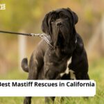 Mastiff Rescues in California