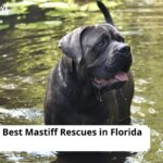 Mastiff Rescues in Florida