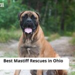 Mastiff Rescues in Ohio