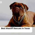 Mastiff Rescues in Texas
