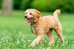 Mid-Atlantic Poodle Rescue (CockapooPA)