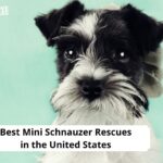 Mini Schnauzer Rescues