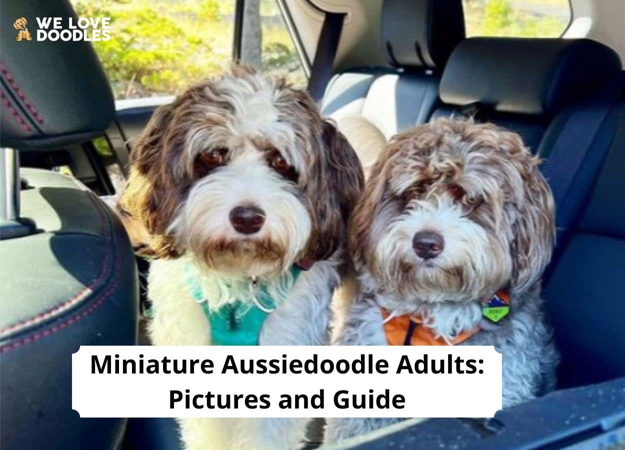 Mini hotsell aussiedoodle adults