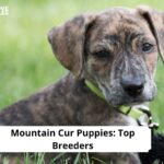 Mountain Cur Puppies