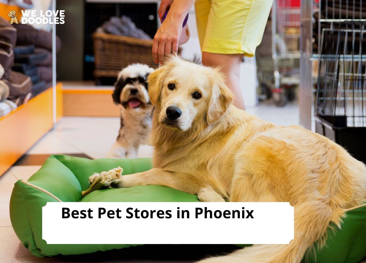 7 Best Pet Stores in Phoenix! (2024) - We Love Doodles