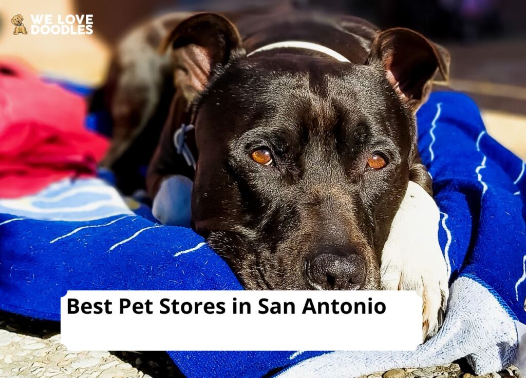 8 Best Pet Stores in San Antonio!