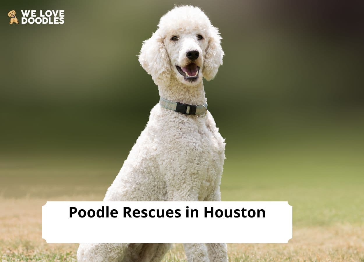 8 Best Poodle Rescues In Houston 2024