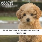 Poodle Rescues in South Carolina