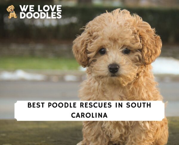 Best Poodle Rescues in South Carolina!