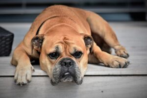 Preventing Diarrhea in Dogs