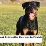Rottweiler Rescues in Florida