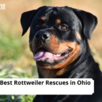 Rottweiler Rescues in Ohio