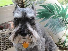 Schnauzer Rescue Cincinnati (OHSchnauzer)