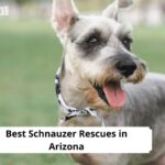 Schnauzer Rescues in Arizona