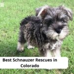 Schnauzer Rescues in Colorado