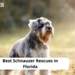 Schnauzer Rescues in Florida
