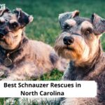 Schnauzer Rescues in North Carolina