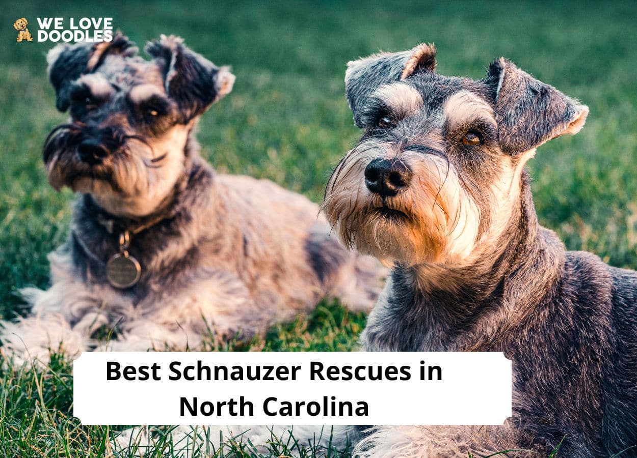 schnauzer for rehoming