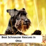 Schnauzer Rescues in Ohio