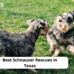 Schnauzer Rescues in Texas