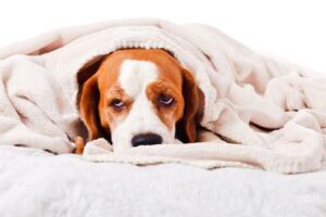Side Effects of Imodium in Dogs