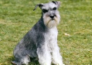 5 Best Schnauzer Rescues in North Carolina! (2024) - We Love Doodles