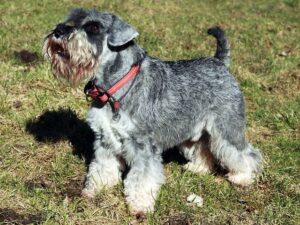 Find a Schnauzer Rescue Shelter Near Me in Ohio