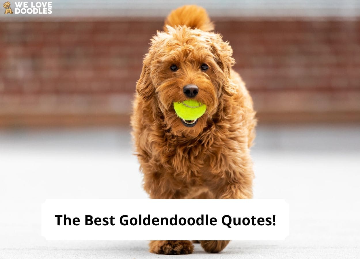 are goldendoodles good running dogs