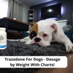 Trazodone-For-Dogs-Dosage-by-Weight-With-Charts-template