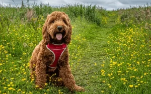 Waggy Tail Rescue (CockapooPA)