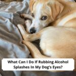 What-Can-I-Do-If-Rubbing-Alcohol-Splashes-In-My-Dogs-Eyes-template