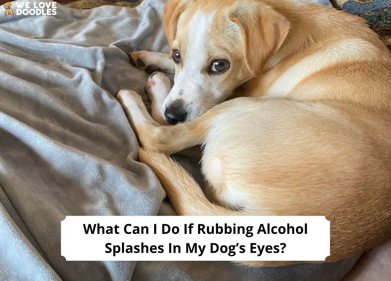 What Can I Do If Rubbing Alcohol Splashes In My Dog’s Eyes?