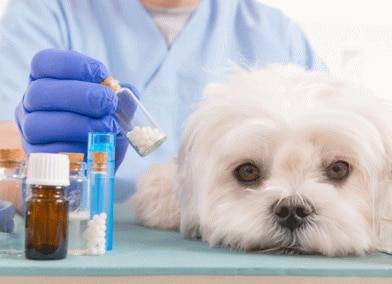 Human Amoxicillin For Dogs Dosage What You Need To Know 2024 We   What Is Amoxicillin 