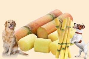 is cane sugar bad for dogs