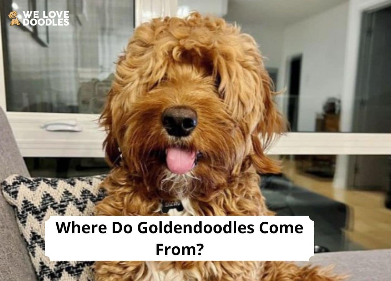 Where Do Goldendoodles Come From? (2024) - We Love Doodles